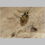 Cerceris rybyensis - Knotenwespe 38a mit Lasioglossum - Furchenbiene - Sandgrube OS-Wallenhorst.jpg